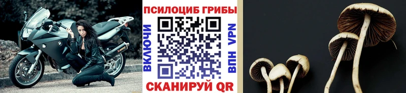 МЕГА ссылки Калининград Псилоцибиновые грибы мицелий что такое