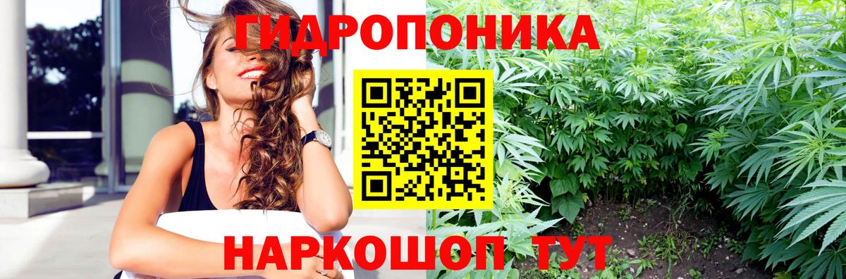 Каннабис сатива Калининград